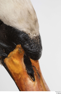 Mute swan beak head 0002.jpg